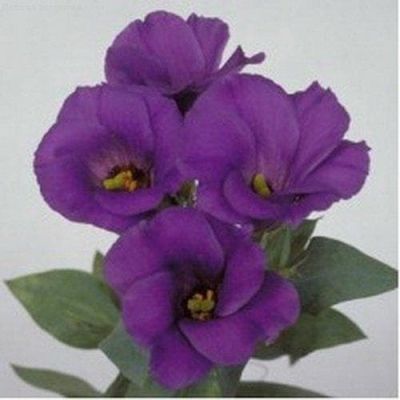 Эустома Русалочка голубая F1 5шт. гранул. пробирка Саката Н12 Эустома Русалочка голубая F1 5шт. гранул. пробирка Саката Н12 фото