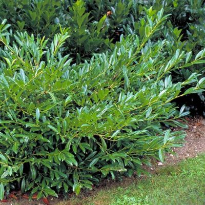 Лавровишня Забелиана - Dolina-Sad.Ru