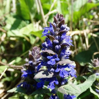 Живучка женевская Хелена фото