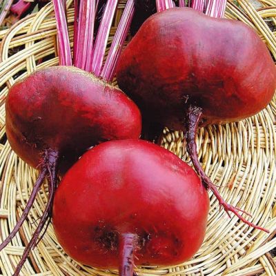 Свекла Египетская Плоская Свекла Египетская Плоская фото