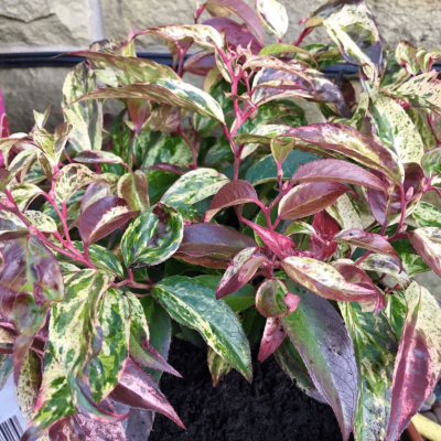 Леукотоэ Дефонтена Рэйнбоу Леукотоэ Дефонтена Рэйнбоу фото