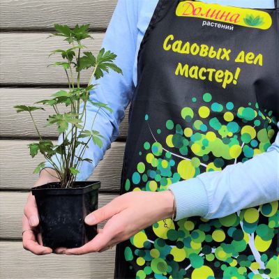 Купальница европейская Купальница европейская фото