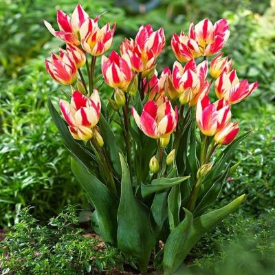 Тюльпан Триколет Тюльпан Триколет фото