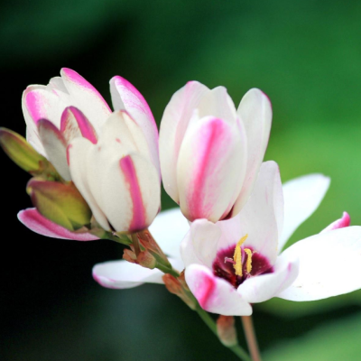 Иксия Спотлайт Иксия Спотлайт фото