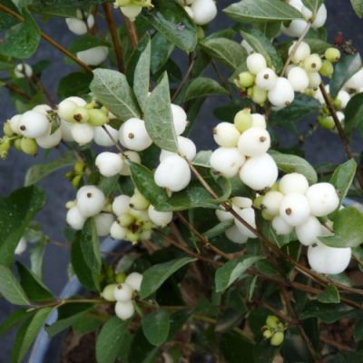 Снежноягодник Вайт Хедж, С2 - Dolina-Sad.Ru