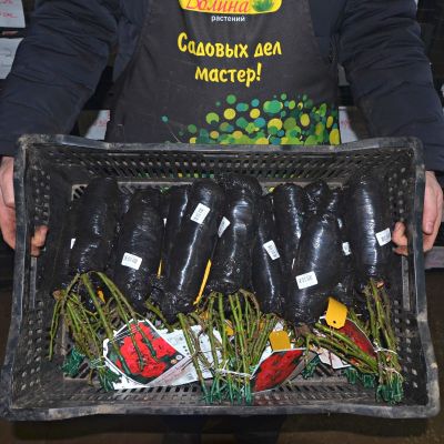 Роза Блек Форест Роуз Роза Блек Форест Роуз - Dolina-Sad.Ru