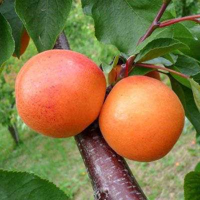 Абрикос Память Шевчука фото