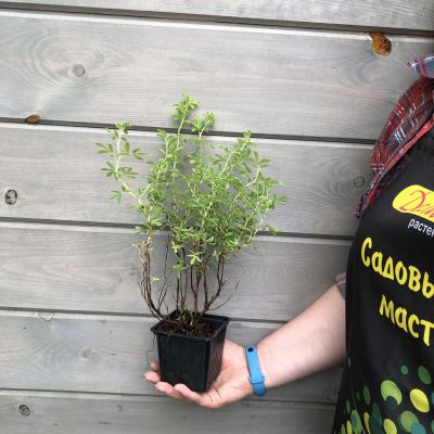 Лапчатка кустарниковая "Лавли Пинк" Лапчатка кустарниковая "Лавли Пинк" фото