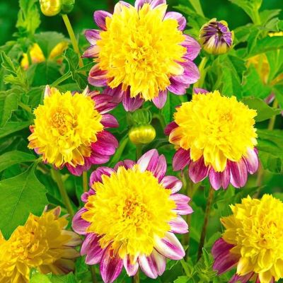 Георгина Буги Вуги Георгина Буги Вуги фото