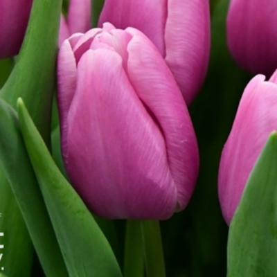 Тюльпан Аргос Тюльпан Аргос - Dolina-Sad.Ru