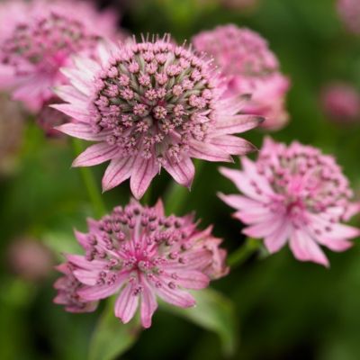 Астранция крупная Пинк Прайд - Dolina-Sad.Ru