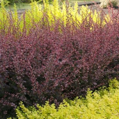 Барбарис Тунберга Фламинго, С2 - Dolina-Sad.Ru