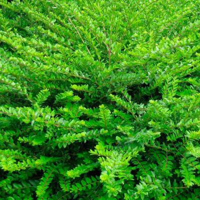 Жимолость шапочная - Dolina-Sad.Ru