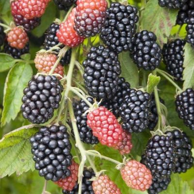 Ежевика Небеса могут подождать Ежевика Небеса могут подождать - Dolina-Sad.Ru