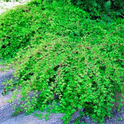 Стефанандра Криспа, С3 - Dolina-Sad.Ru