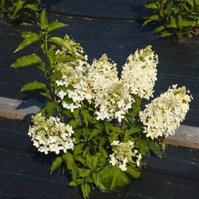 Гортензия метельчатая Долли Гортензия метельчатая Долли - Dolina-Sad.Ru