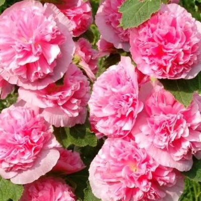 Шток-роза Дабл Пинк фото