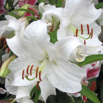 Лилия Касабланка Лилия Касабланка фото