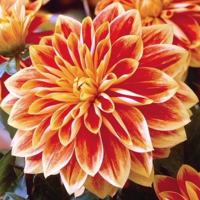 Георгина Гарден Фестиваль Георгина Гарден Фестиваль фото