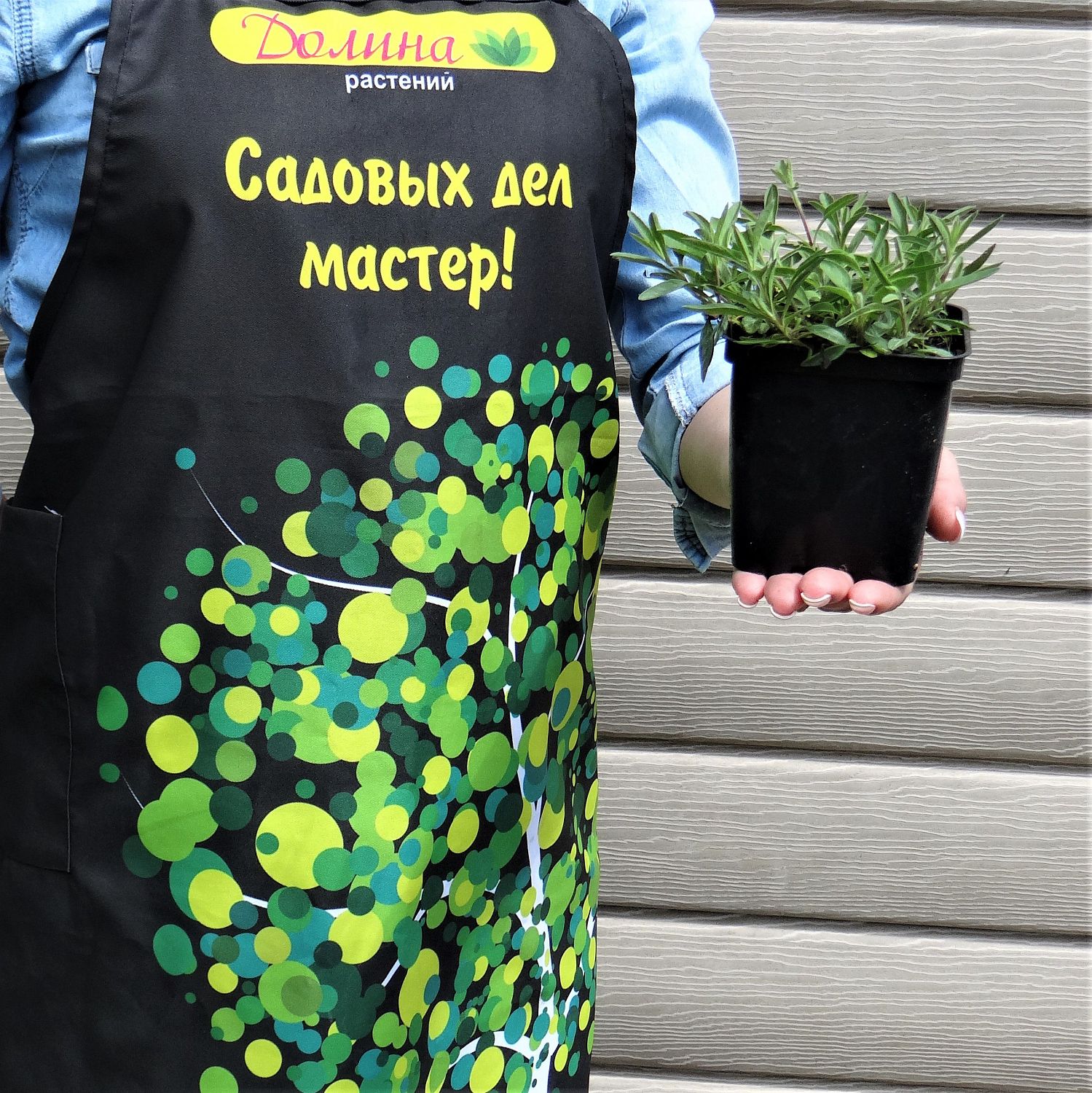 Вероника колосистая Нана Блаутеппих Вероника колосистая Нана Блаутеппих фото