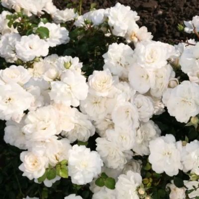 Роза Вайт Валей Роза Вайт Валей - Dolina-Sad.Ru