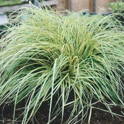 Осока Моррова Ауреовариегата Осока Моррова Ауреовариегата - Dolina-Sad.Ru