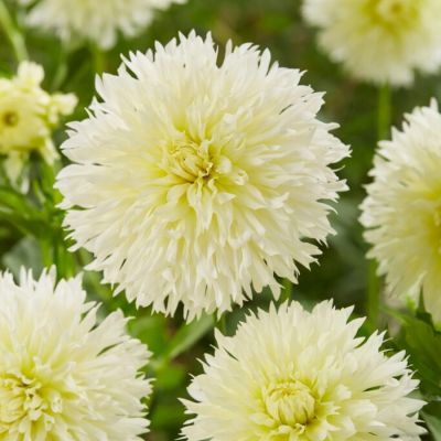 Георгина Айс Кристал - Dolina-Sad.Ru