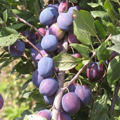 Слива Кромань Слива Кромань фото