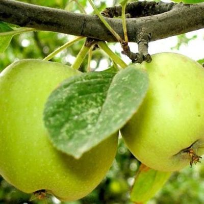 Яблоня Антоновка/Зимняя Яблоня Антоновка/Зимняя фото