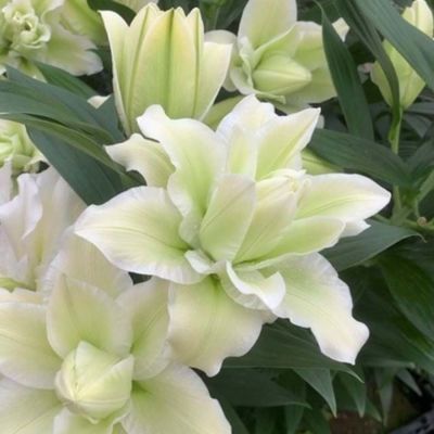 Лилия Роузлили Джоэлла Лилия Роузлили Джоэлла - Dolina-Sad.Ru