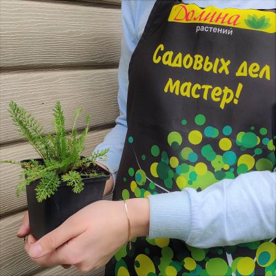 Тысячелистник обыкновенный Церайз Квин C2 Тысячелистник обыкновенный Церайз Квин C2 фото