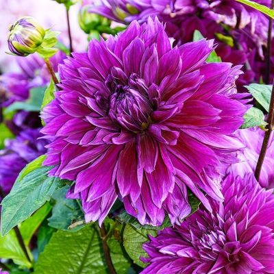 Георгина Томас Эдисон Георгина Томас Эдисон фото