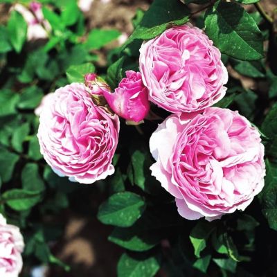 Роза Гартентраум Роза Гартентраум фото