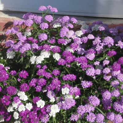 Иберис зонтичный Гранатовый лед Иберис зонтичный Гранатовый лед фото