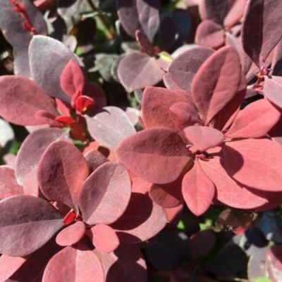 Барбарис Тунберга Ред Дж, С2 - Dolina-Sad.Ru