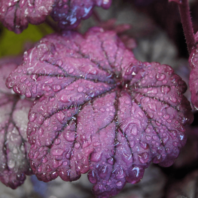 Гейхера Шуга Плюм , С1,5 Гейхера Шуга Плюм , С1,5 фото