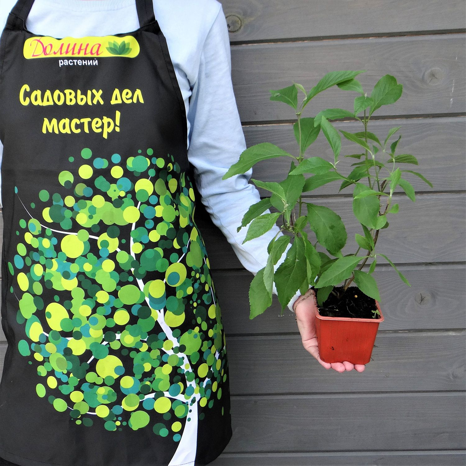 Красивоплодник бодиньера Жиральда 1 Красивоплодник бодиньера Жиральда 1 фото