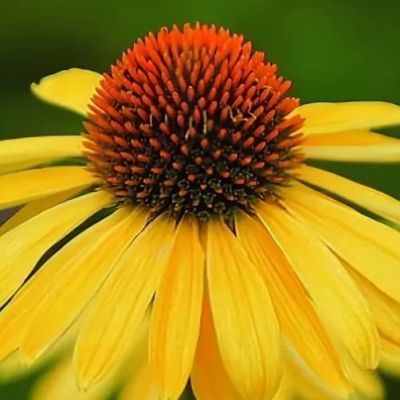Эхинацея Желтая Страсть Эхинацея Желтая Страсть фото