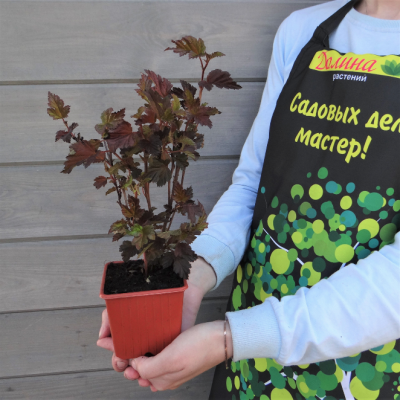 Пузыреплодник Маленький Ангел Пузыреплодник Маленький Ангел фото