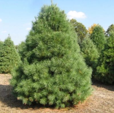 Сосна Веймутова, С3 Сосна Веймутова, С3 - Dolina-Sad.Ru