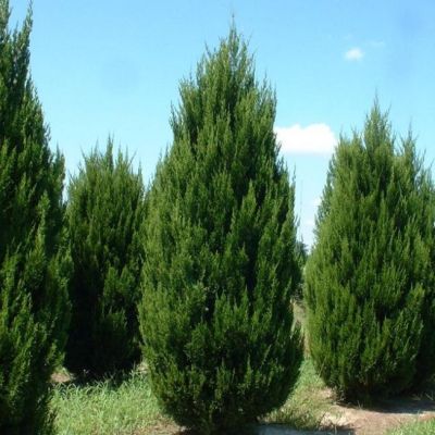 Можжевельник китайский Спартан Можжевельник китайский Спартан фото
