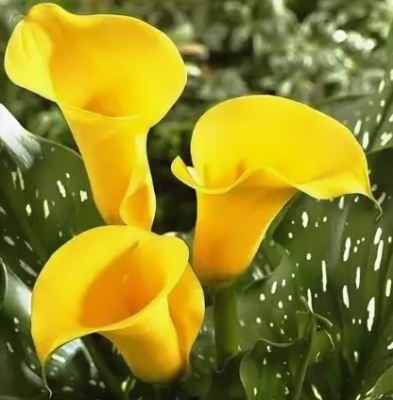 Калла Саншайн Калла Саншайн фото