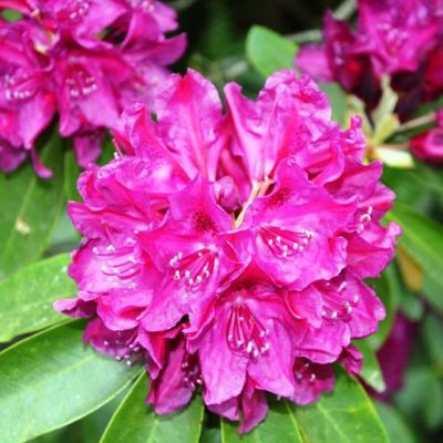 Рододендрон Олд Порт Рододендрон Олд Порт фото