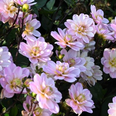 Георгина Пасифик Джевел Георгина Пасифик Джевел - Dolina-Sad.Ru