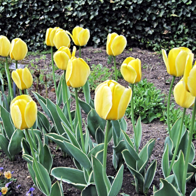 Тюльпан Яп Гроот Тюльпан Яп Гроот фото