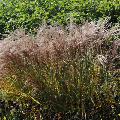 Мискантус Якушима Дворф Мискантус Якушима Дворф фото