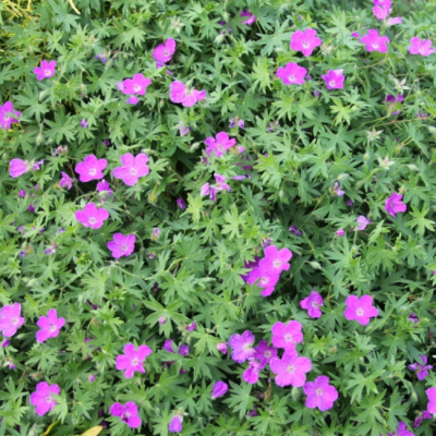 Герань кроваво-красная Макс Фрай Герань кроваво-красная Макс Фрай фото