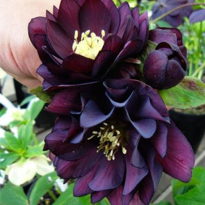 Морозник Дабл Пурпл фото