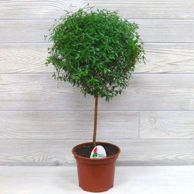 Мирт на штамбе Мирт на штамбе фото