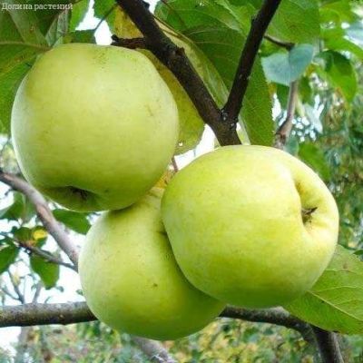 Яблоня Антоновка/Зимняя Яблоня Антоновка/Зимняя фото